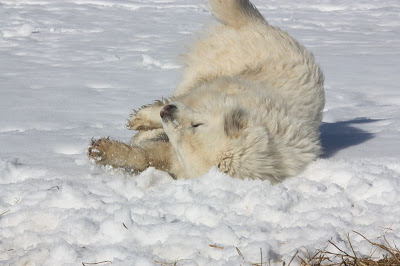 Schneebadender Hund © L. Liebenberg